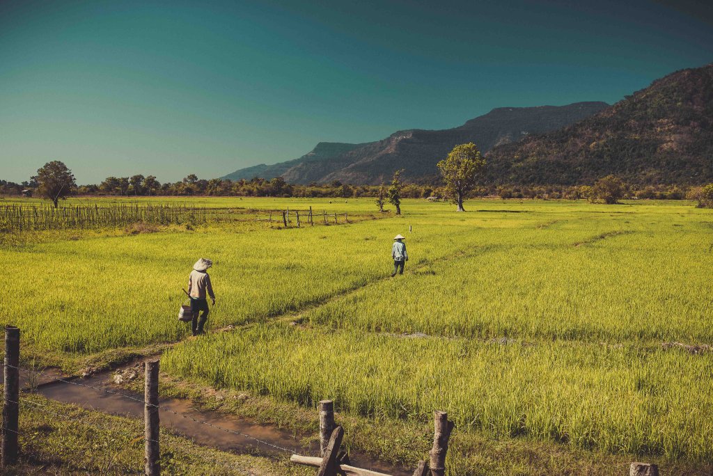 Rizière à Pakse