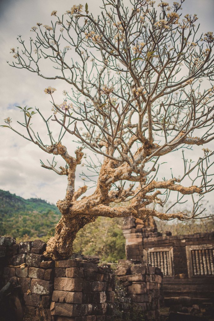 Arbre en fleur au milieu des vestiges de Champasak