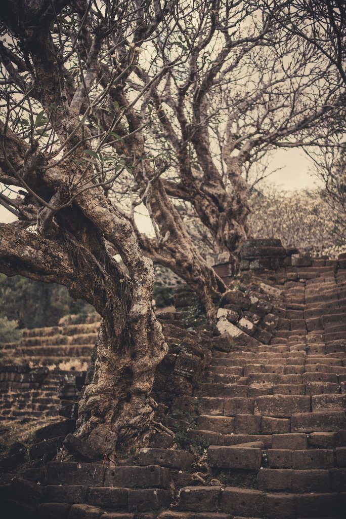 Arbres le long des marches