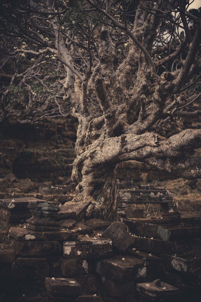 Arbre Majestueux