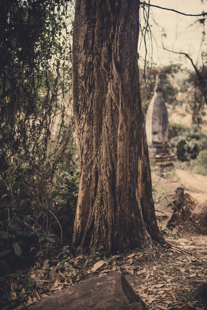 Tronc d'un arbre