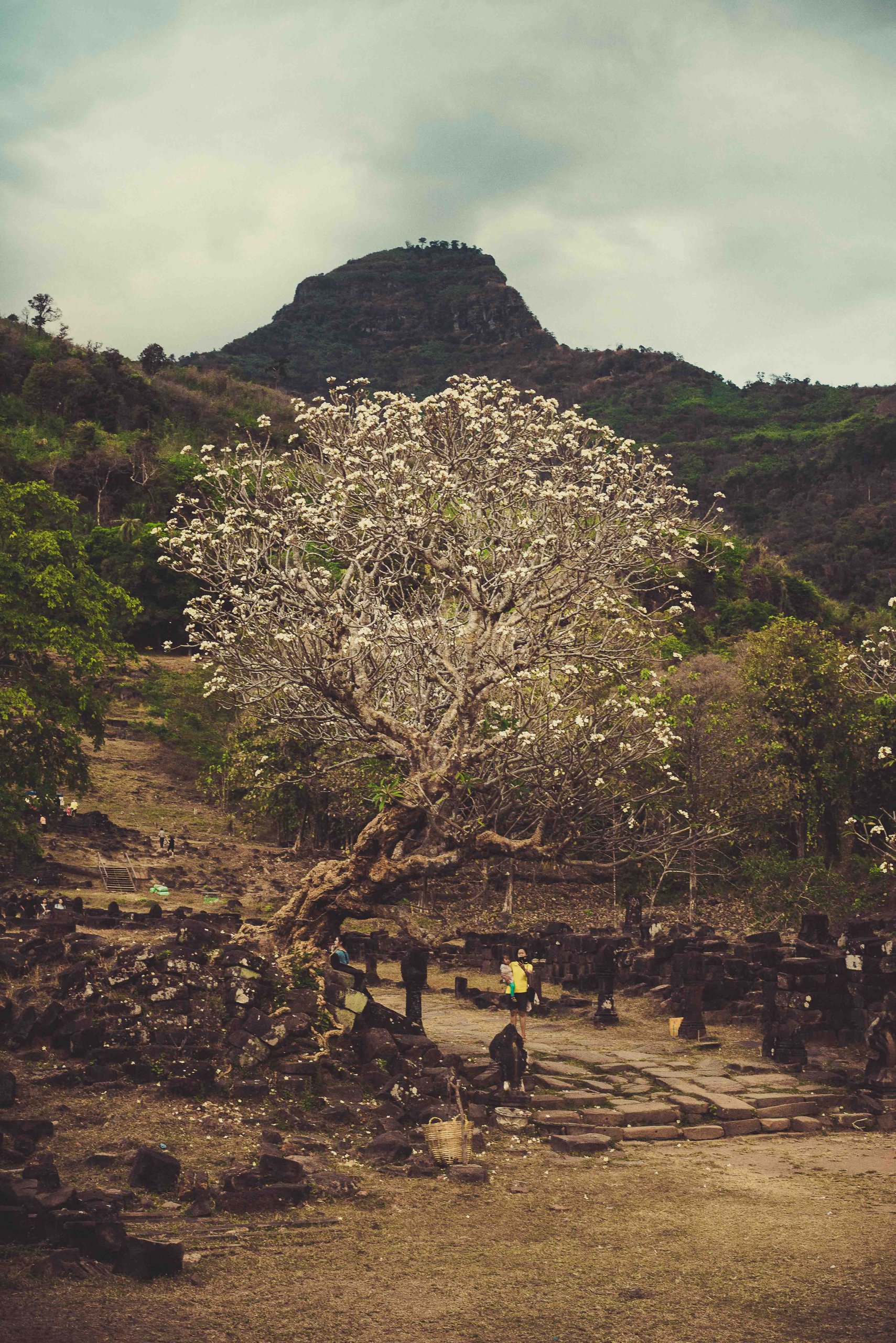 Arbre en Fleur