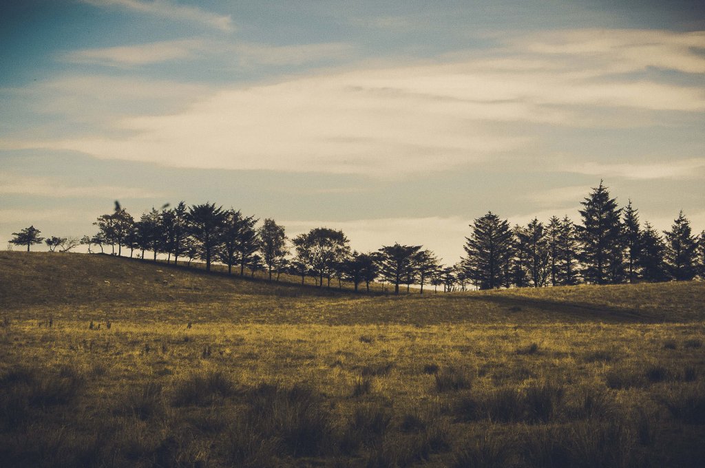 Forêt écossaise dans les highland