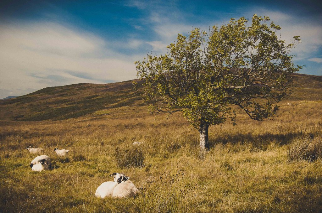 Moutons Écossais