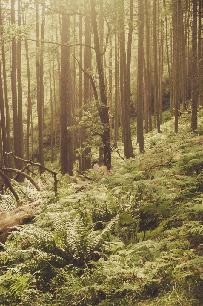 Magnifique forêt