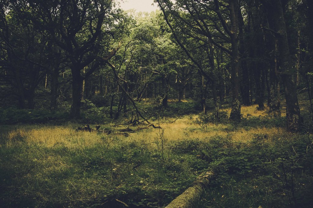 Forêt sur west highland way