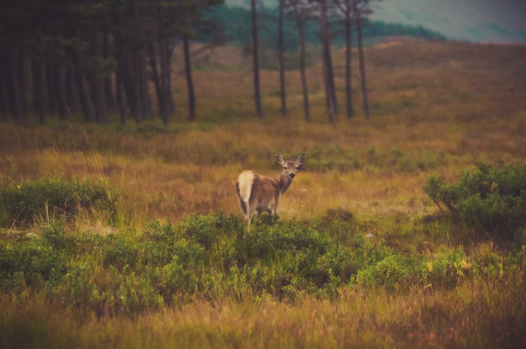 Une biche aux aguets sur la route du west highland way