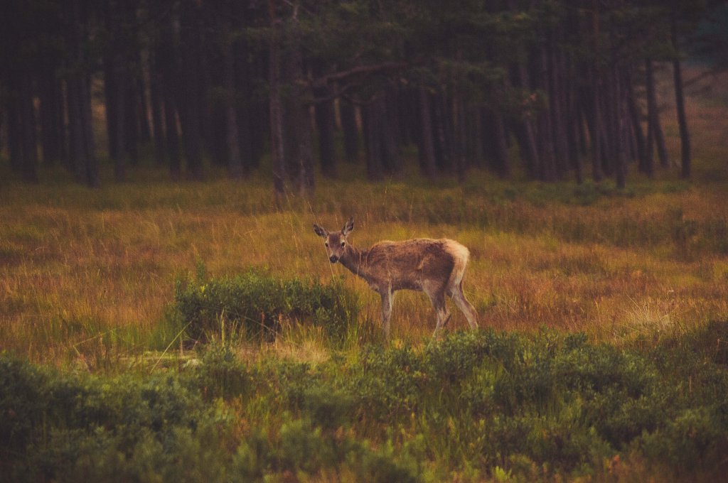 Une biche timide se rapproche