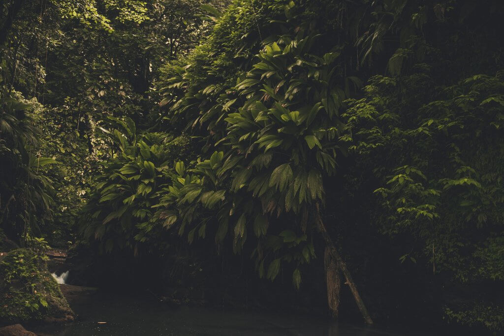 Mur végétale en milieu tropical